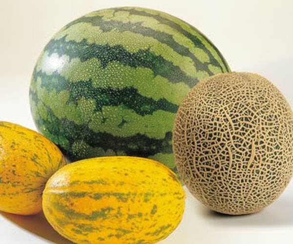 Melon - Food Library - WOW Food Library
